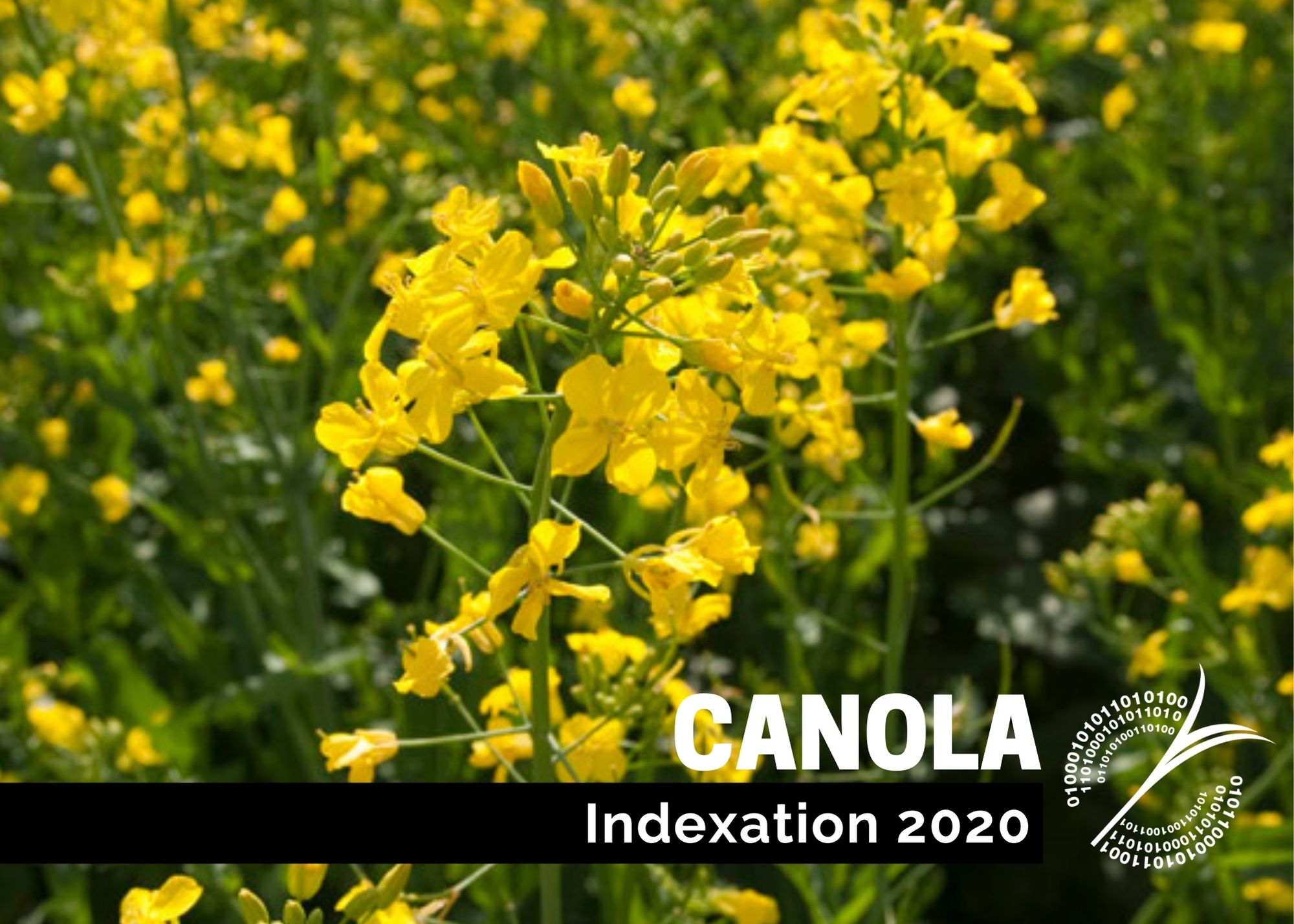 étude : Indexation 2020 - Canola
